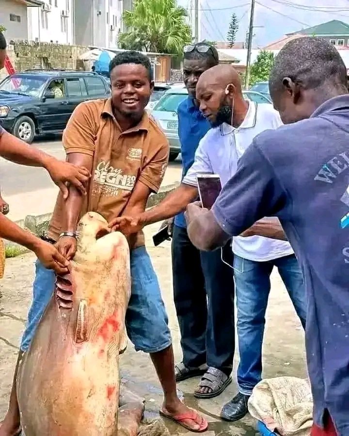 whiitetyger's tweet image. Catch in Port Harcourt, did you ever get the chance to try shark meat?
Ijaw to the world
#photochallenge #photoshoot #photographychallengechallenge
