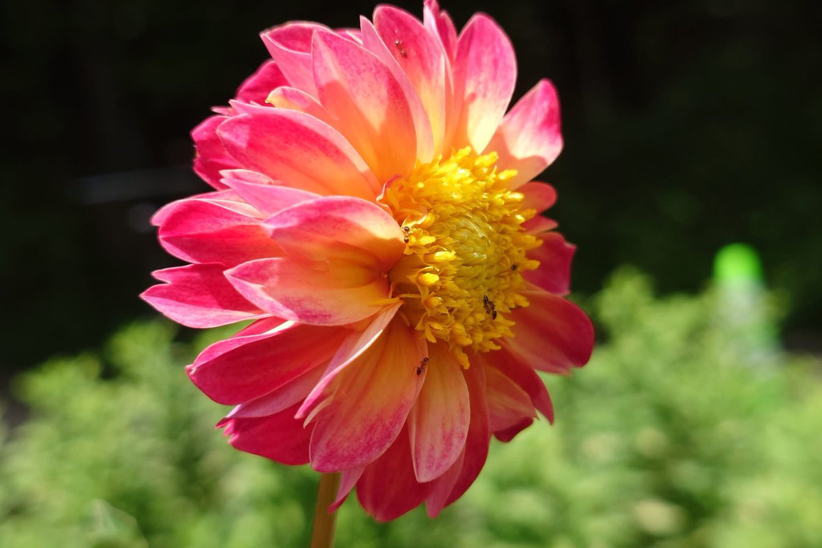 takecyanful's tweet image. 7/21 月曜日 🌞 25℃
🍃 おはようございます🍃
ーーーーーーーーーーーー
Good morning everyone
ーーーーーーーーーーーー
🍃🌸🍃