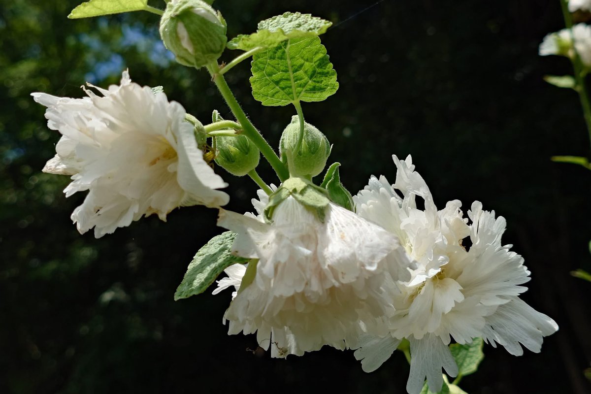 takecyanful's tweet image. 7/21 月曜日 🌞 25℃
🍃 おはようございます🍃
ーーーーーーーーーーーー
Good morning everyone
ーーーーーーーーーーーー
🍃🌸🍃