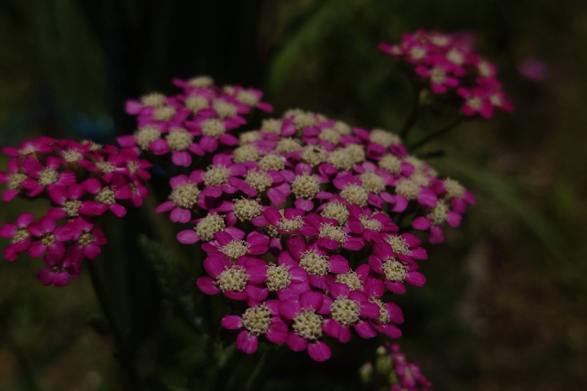 takecyanful's tweet image. 7/21 月曜日 🌞 25℃
🍃 おはようございます🍃
ーーーーーーーーーーーー
Good morning everyone
ーーーーーーーーーーーー
🍃🌸🍃