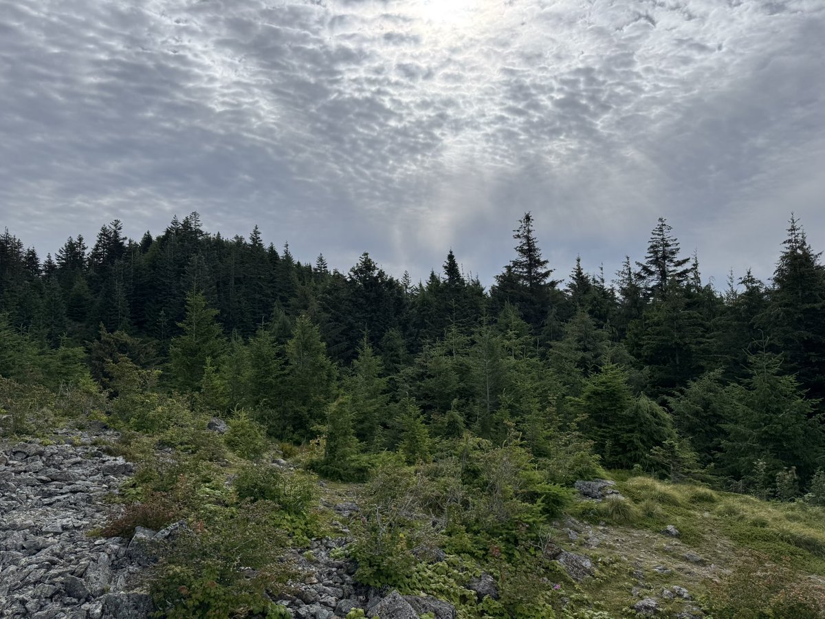 prawnzo 🐺 tweet media