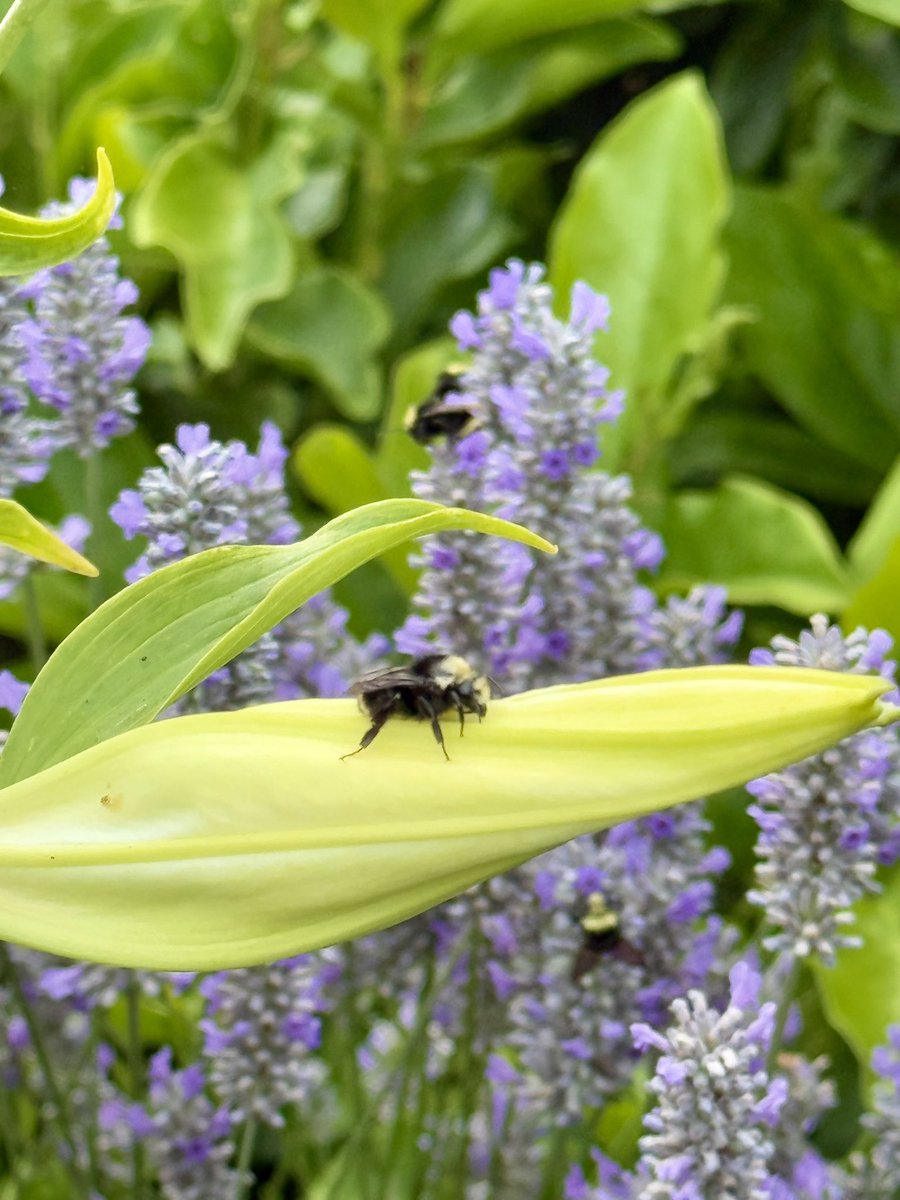 bluewaverider46's tweet image. The bee was resting on this lily thatβs going to bloom in a couple days ππ₯³π
Meanwhile a couple of its buddies are busy on the lavender in the background ππ
#BloomScrolling