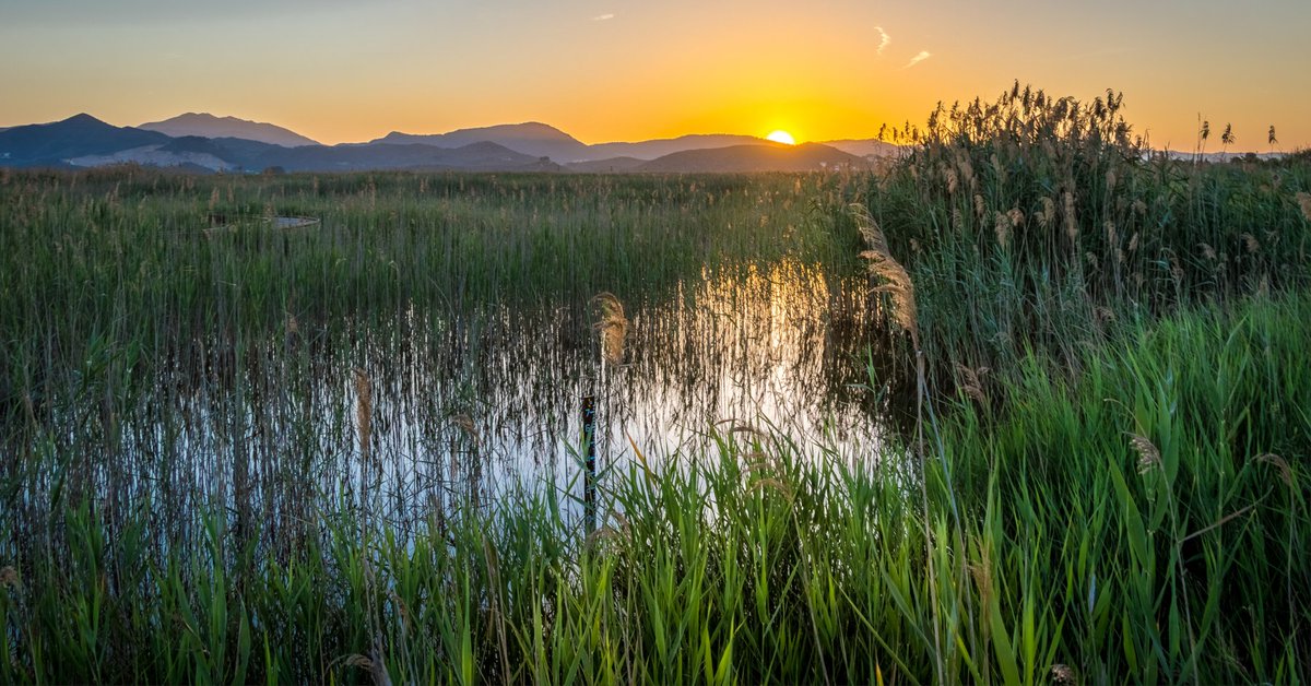 Comunitat Valenciana (@c_valenciana) on Twitter photo 🌄Puesta de sol en la Marjal de Pego-Oliva
<a href="/OlivaTurismo/">Oliva Turismo</a> <a href="/GVAparcs/">GVA Parcs Naturals</a> | #ActitudMediterránea 🌄Puesta de sol en la Marjal de Pego-Oliva
<a href="/OlivaTurismo/">Oliva Turismo</a> <a href="/GVAparcs/">GVA Parcs Naturals</a> | #ActitudMediterránea