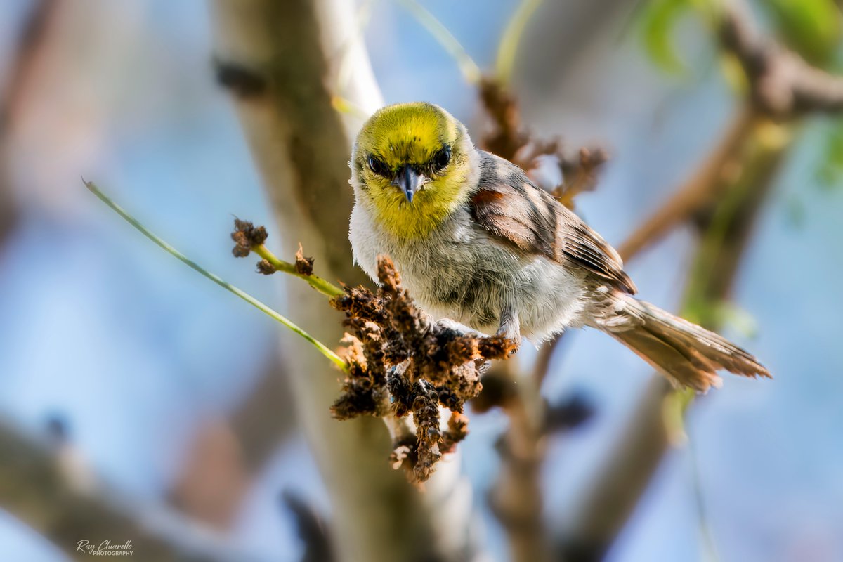 raychiarello's tweet image. Seen in my backyard this morning was this Verdin, a daily visitor.
#Birds #MyBirdPic #Birding #BackyardBirding #BirdTwitter #ElPaso #Texas