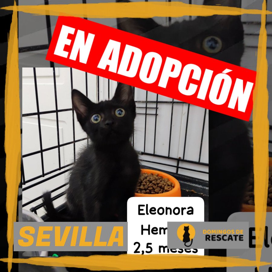 😺Eleonora 

Ella y su hermano aparecieron solos
Esperaron horas sin agua y sin comida pero la madre nunca volvió, había muerto.

Una voluntaria de BADA los rescató y al hermanito lo adoptaron pero por ella nadie preguntó.

📍Hembra
📍2,5 meses

#Sevilla

Contacto: 689 71 20 28