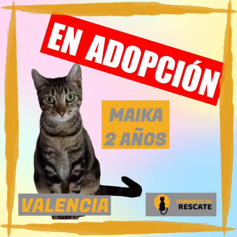 Nadie pregunta por Maika! Cómo puede ser?

😺 Maika 

Gatita de unos 2 años, menudita, muy dulce. 

Apta para cualquier familia, muy sociable.

 📍Está en Valencia. 

Contacto: 627 62 78 35
<a href="/AsociacionADAT/">ADAT</a>

#DomingoDeRescate