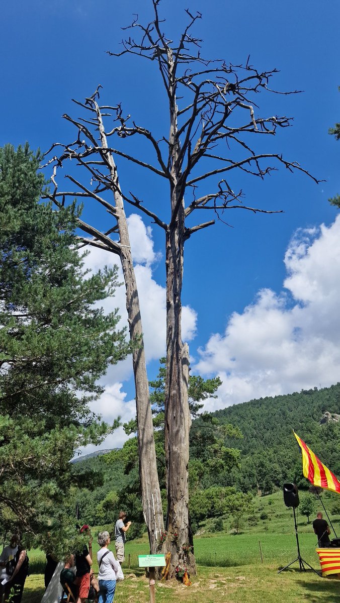 jordi_kanet's tweet image. Avui diada del Pi de les tres branques!
Símbol de fraternitat dels països catalans! Una festa de germanor on fa goig ser-hi i celebrar-la! @ConsellRep @assemblea @omnium @Decidim_ @AssembSmallorcA