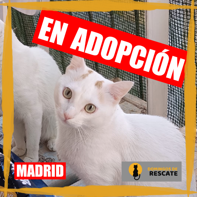 ARI 😸 solo tiene 3 añitos 

Su familia ha sido desahuciada y ella también ha perdido su casa. Está en acogida temporal, necesita una adopción definitiva.

Está en #MADRID CIUDAD 

Contacto: 602642165

#DomingoDeRescate