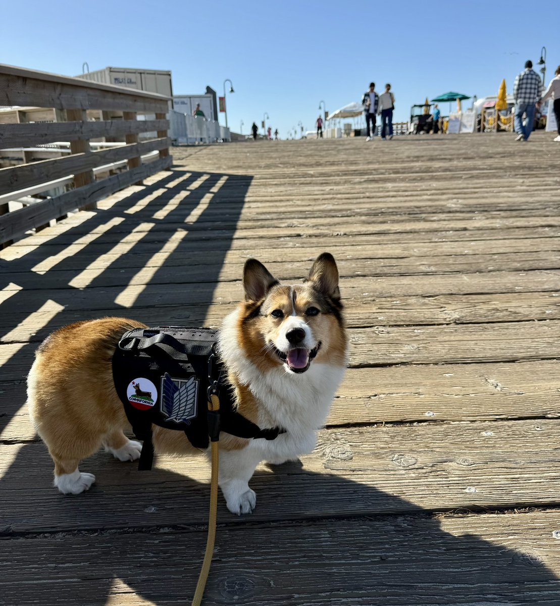WinstonCorgiDog's tweet image. Happy Sunday Corgi Dog Winston-Family!☀️🐶✌🏻 Hope You’re All Well and Having a Great Day Today Furiends!💕 Peace and Blessings💌❤️ #Happy #Sunday #Corgi #Dog #Family