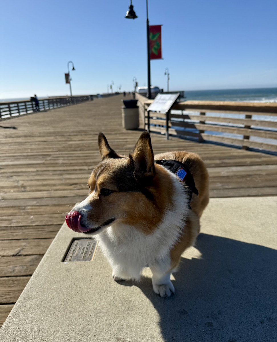 WinstonCorgiDog's tweet image. Happy Sunday Corgi Dog Winston-Family!☀️🐶✌🏻 Hope You’re All Well and Having a Great Day Today Furiends!💕 Peace and Blessings💌❤️ #Happy #Sunday #Corgi #Dog #Family