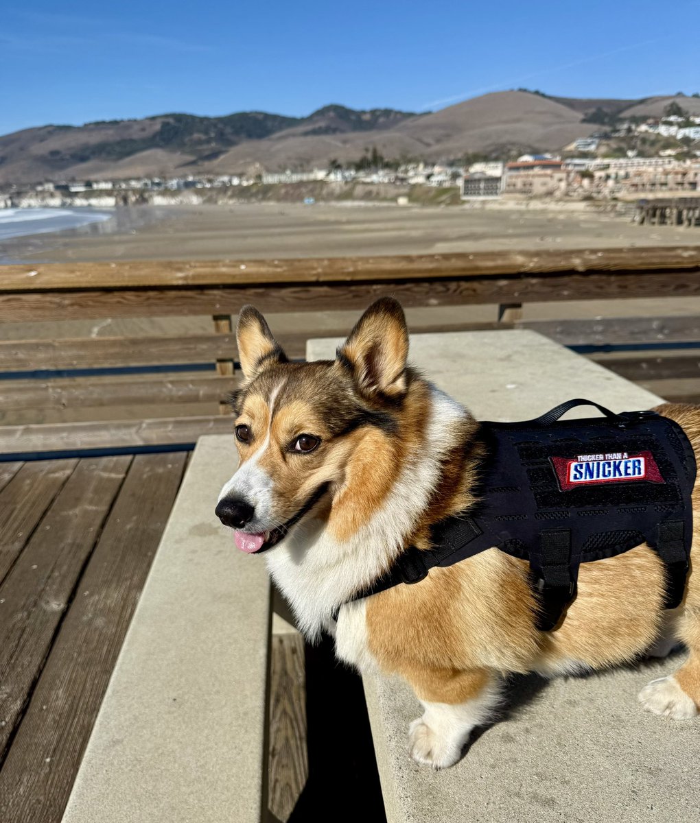 WinstonCorgiDog's tweet image. Happy Sunday Corgi Dog Winston-Family!☀️🐶✌🏻 Hope You’re All Well and Having a Great Day Today Furiends!💕 Peace and Blessings💌❤️ #Happy #Sunday #Corgi #Dog #Family