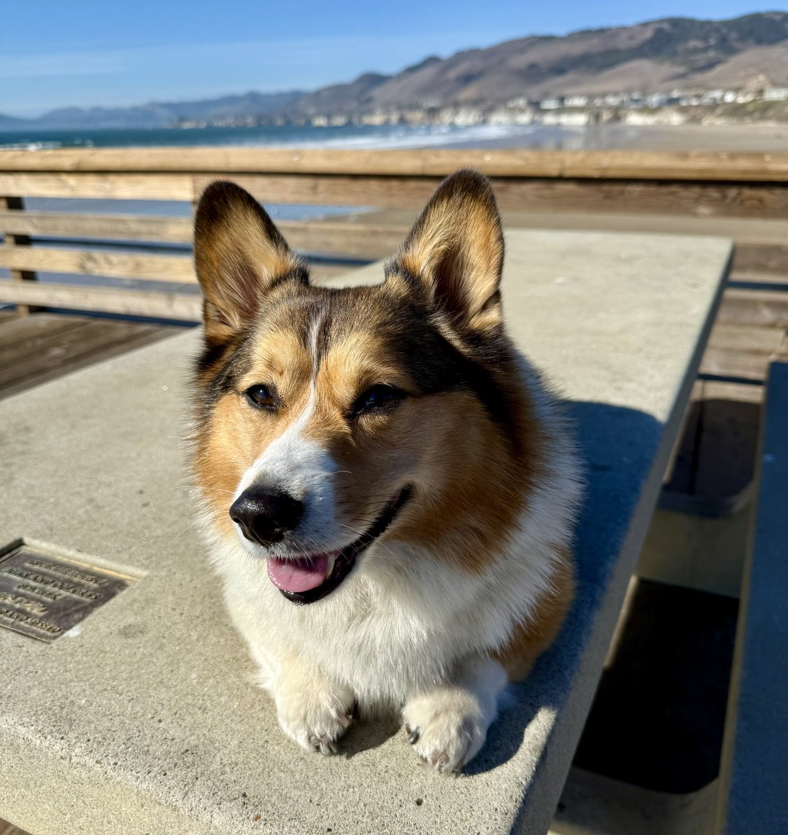 WinstonCorgiDog's tweet image. Happy Sunday Corgi Dog Winston-Family!☀️🐶✌🏻 Hope You’re All Well and Having a Great Day Today Furiends!💕 Peace and Blessings💌❤️ #Happy #Sunday #Corgi #Dog #Family