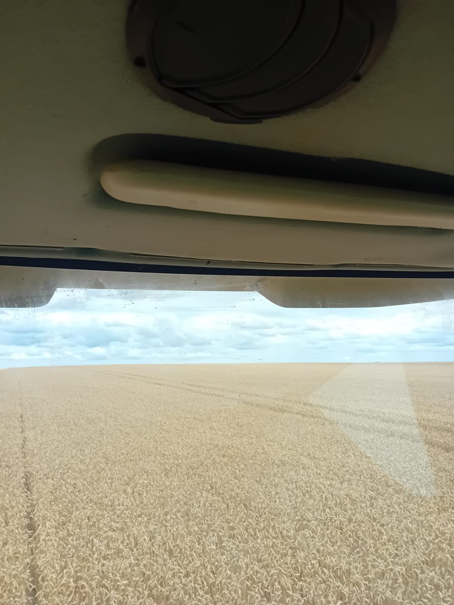 #Weizen#Wheat#Roggen#Raps#Germany, Ernte kann nicht fortgeführt werden wegen starken Niederschlägen - es sind negative Auswirkungen zu erwarten