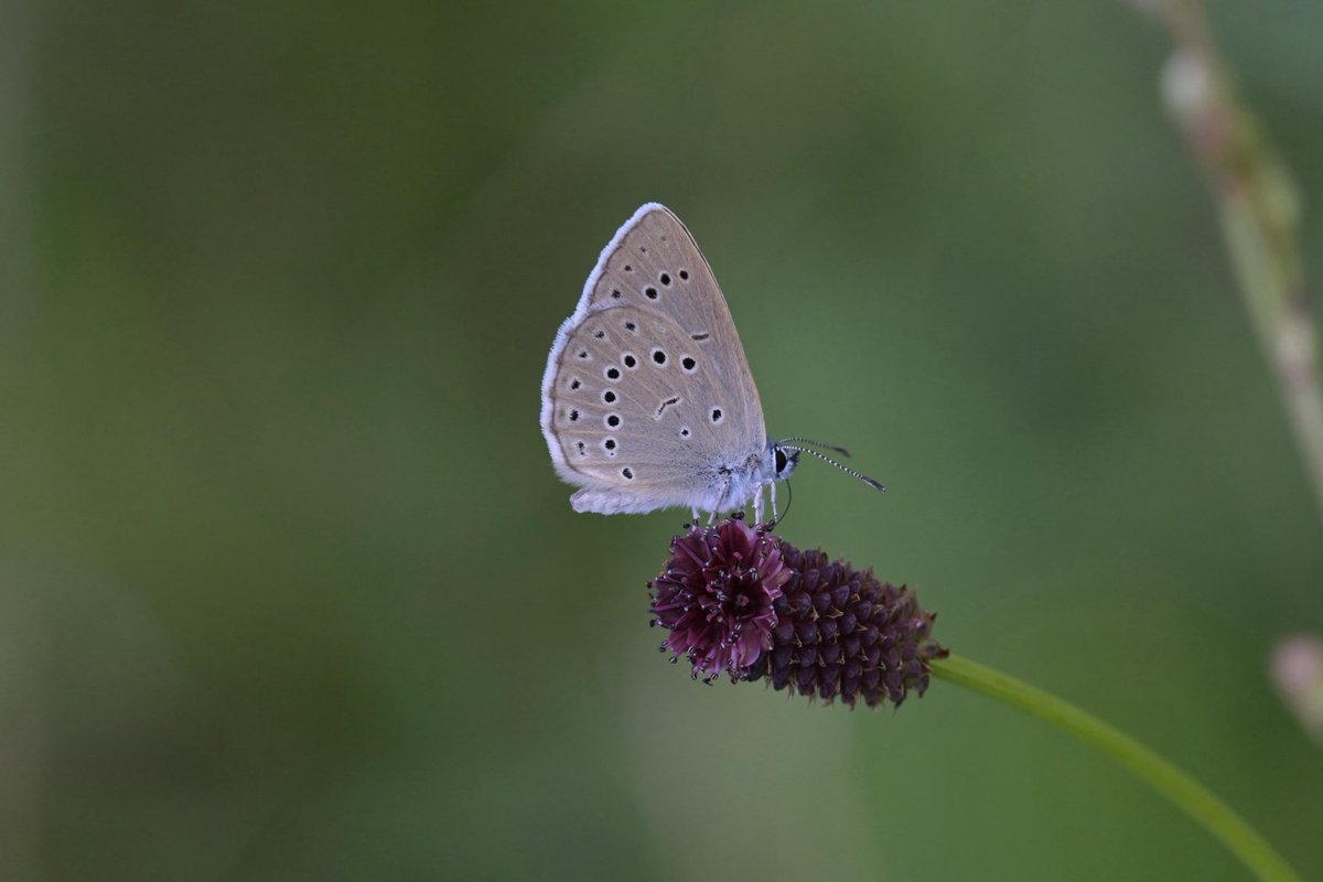 Postcard from the field courtesy of some of our guests this week in Hungary:

We enjoyed excellent views today of the big butterfly target of the week, Pallas's Fritillary, a very range-restricted species in eastern Europe. With bonus Scarce Large Blue present in the same area!