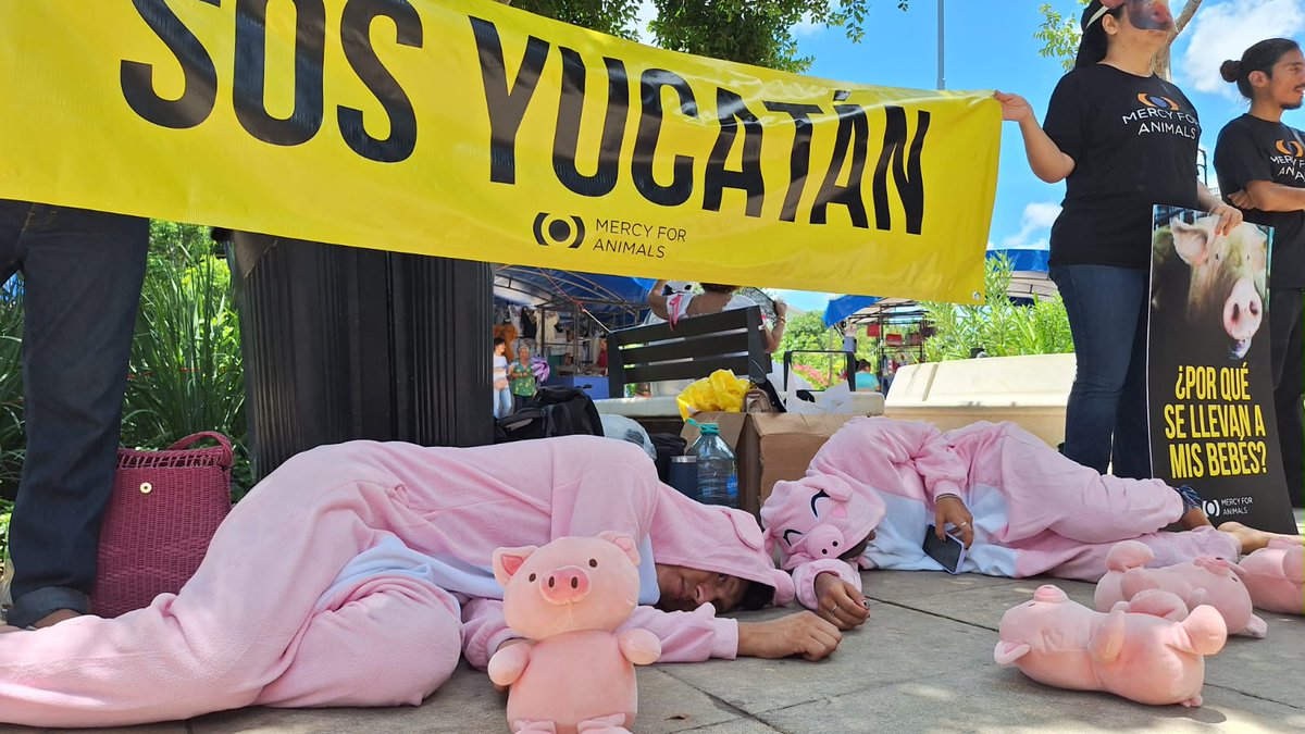 📷 “¡Esa voz es Yucatán!” Activistas de Mercy For Animals alzan la voz en la Plaza Principal de Mérida contra el maltrato en megagranjas porcinas. Exigen respeto y dignidad para todos los seres vivos. 📷
Texto y fotos Abraham Bote Tun
#DerechosAnimales #Yucatán