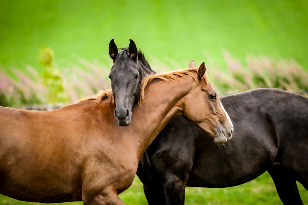 Equine scientists are keen to find out how to induce and measure contentment and pleasure in equines to back up arguments about social license to ride and compete horses buff.ly/M1mNtrM #horses #STEM #equine #equinescience #equinewellbeing #horsewellness