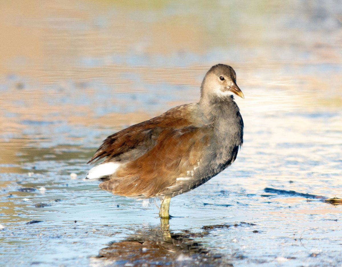 Did you guess right? It’s the American Coot — not a duck, but still a waterbird! Look for their dark bodies &amp; white bills on ponds near you. 🦤 #AmericanCoot #BirdoftheWeek #CootsAreCool #NotADuck #BirdingCanadaAsk