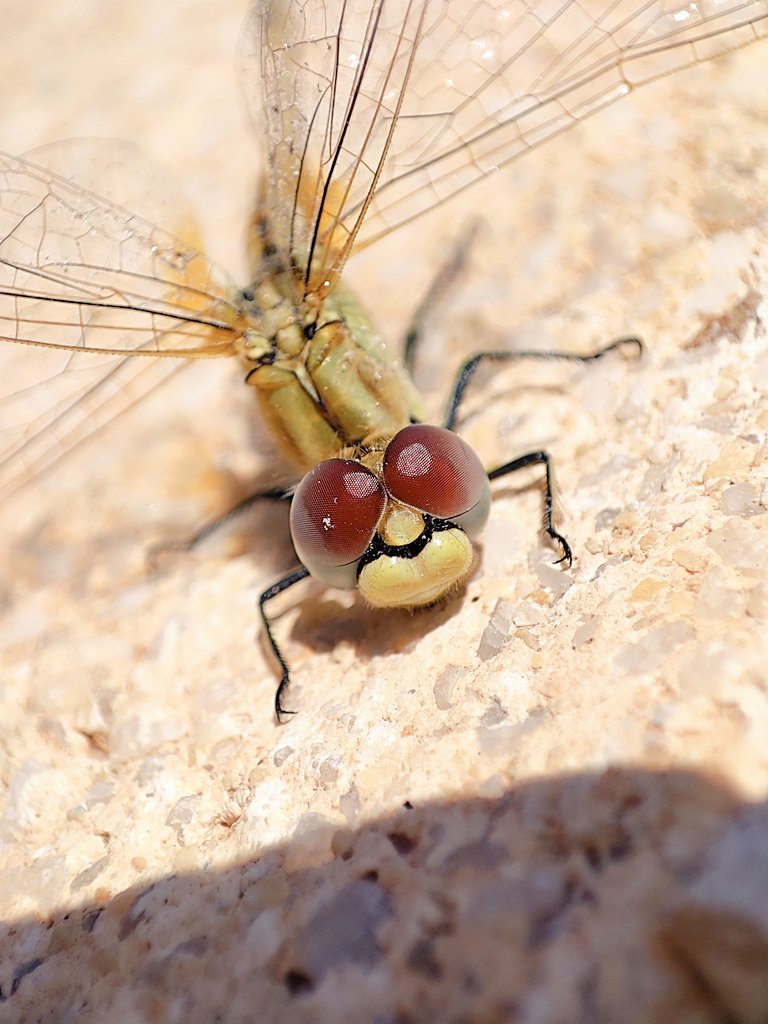 Sympetrum striolatum mirándome con buenos ojos 🩷