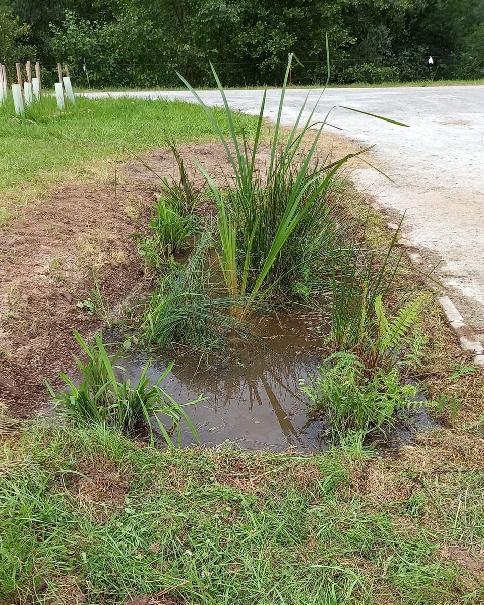 💧 En Muñorrodero la cuadrilla de Alfredo crea nuevas charcas: oasis para anfibios e insectos, clave para la biodiversidad 🌿
Small ponds, big impact.
#StepsForLIFE #Muñorrodero #CuadrillaAlfredo #Biodiversidad