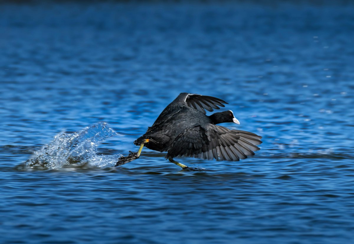 Fun Fact Friday! 🦤💦 The American Coot swims like a duck but has lobed toes, not webbed feet! Perfect for paddling &amp; walking on squishy ground. #CootsAreCool #FunFactFriday #BirdingCanada