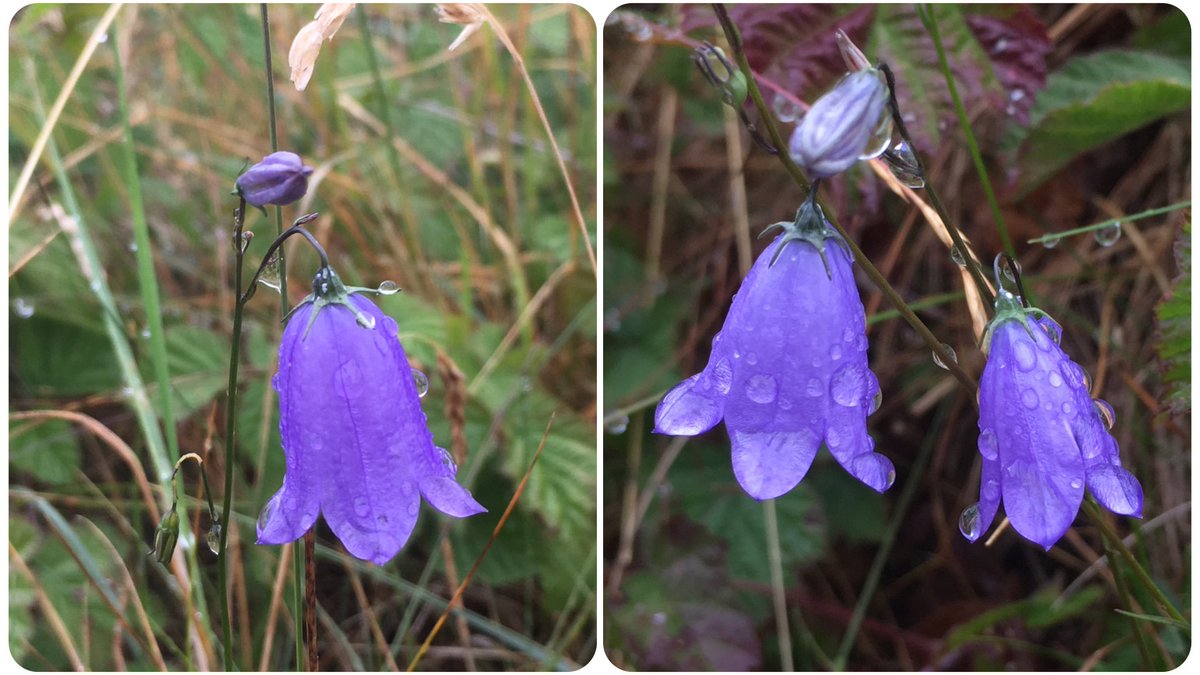 botany_beck's tweet image. Just some rather damp Harebells from me this week for #WildflowerHour! They might be bedraggled but still beautiful for the #HarebellChallenge 💙💦
