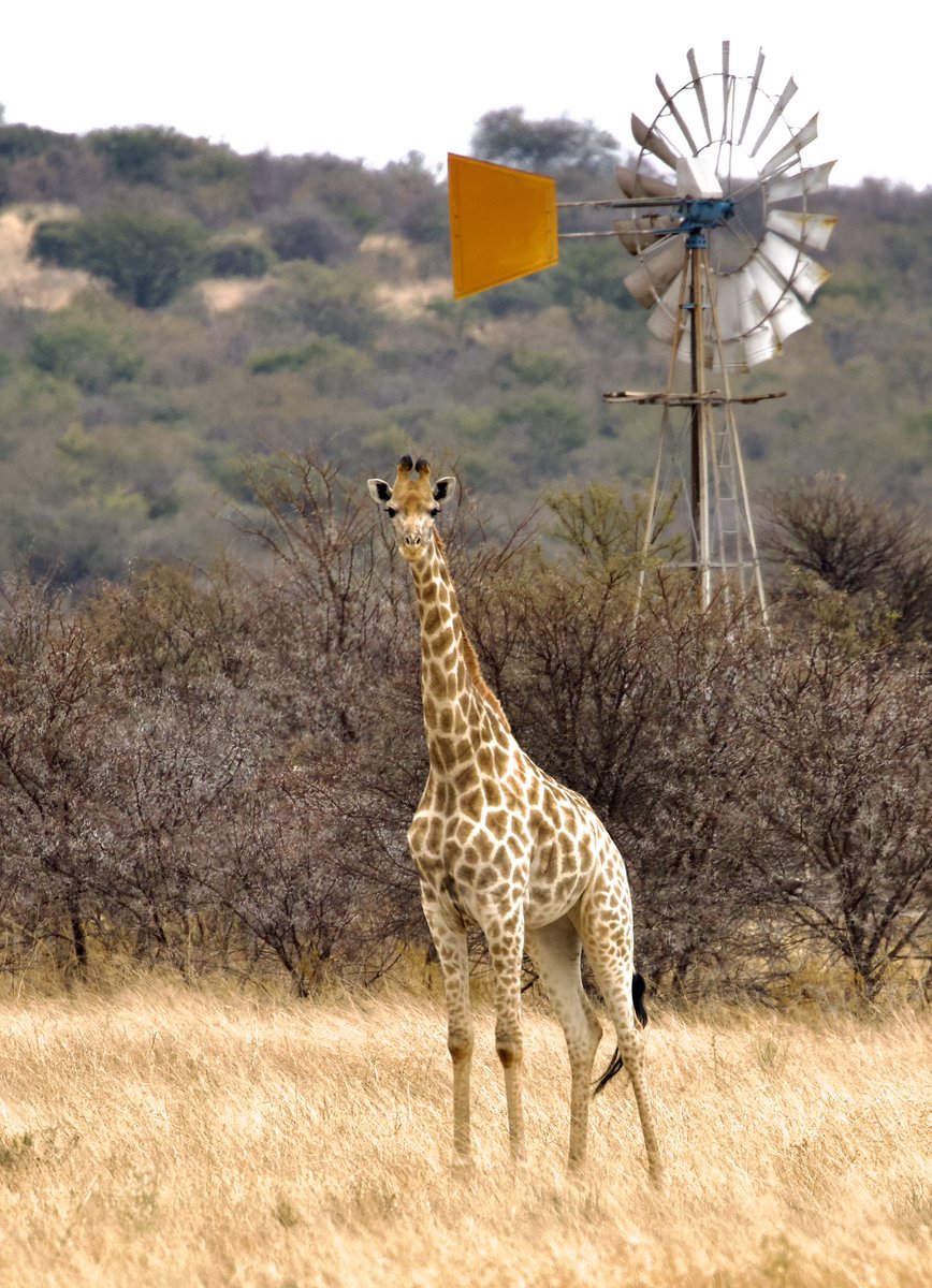 Raditedu tweet media