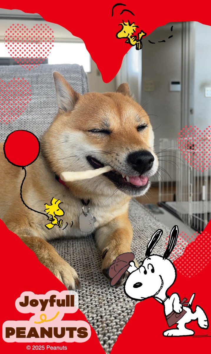 柴犬スヌハチと豆柴スヌまる子ちゃん (@nextconka) on Twitter photo ジョイフルのARスヌーピーと歯磨きガムでコラボってまーす✌️
ムシャムシャ😋
#ジョイフルでスヌーピー愛を叫ぶ 
#スヌまる子ちゃん #柴犬 #豆柴 #柴犬との暮らし #柴犬がいる暮らし #柴犬を崇めよ #柴犬のいる生活 #柴犬好きと繋がりたい #ジョイフル #SNOOPY #ar #スヌーピー ジョイフルのARスヌーピーと歯磨きガムでコラボってまーす✌️
ムシャムシャ😋
#ジョイフルでスヌーピー愛を叫ぶ 
#スヌまる子ちゃん #柴犬 #豆柴 #柴犬との暮らし #柴犬がいる暮らし #柴犬を崇めよ #柴犬のいる生活 #柴犬好きと繋がりたい #ジョイフル #SNOOPY #ar #スヌーピー