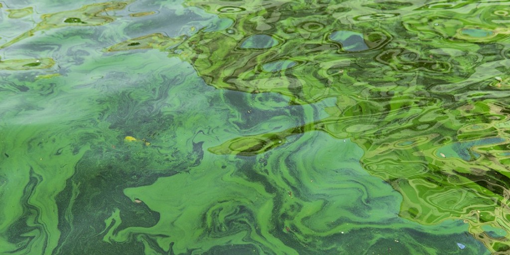 YorkU Grad Studies (@yorkufgs) on Twitter photo Professor Sapna Sharma, highlights the emergence of algal blooms in Lake Superior as a clear indicator of climate change's impact on even the coldest and most pristine lakes.
Read more | bit.ly/3Ga4QbI
#YorkU #GradStudiesYU #YUPositiveChange
<a href="/YorkULAPS/">Faculty of Liberal Arts & Professional Studies</a> <a href="/YorkUScience/">YorkU - Science</a> Professor Sapna Sharma, highlights the emergence of algal blooms in Lake Superior as a clear indicator of climate change's impact on even the coldest and most pristine lakes.
Read more | bit.ly/3Ga4QbI
#YorkU #GradStudiesYU #YUPositiveChange
<a href="/YorkULAPS/">Faculty of Liberal Arts & Professional Studies</a> <a href="/YorkUScience/">YorkU - Science</a>