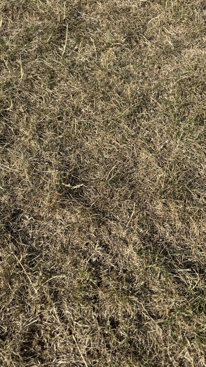 Groundsman Green tweet media