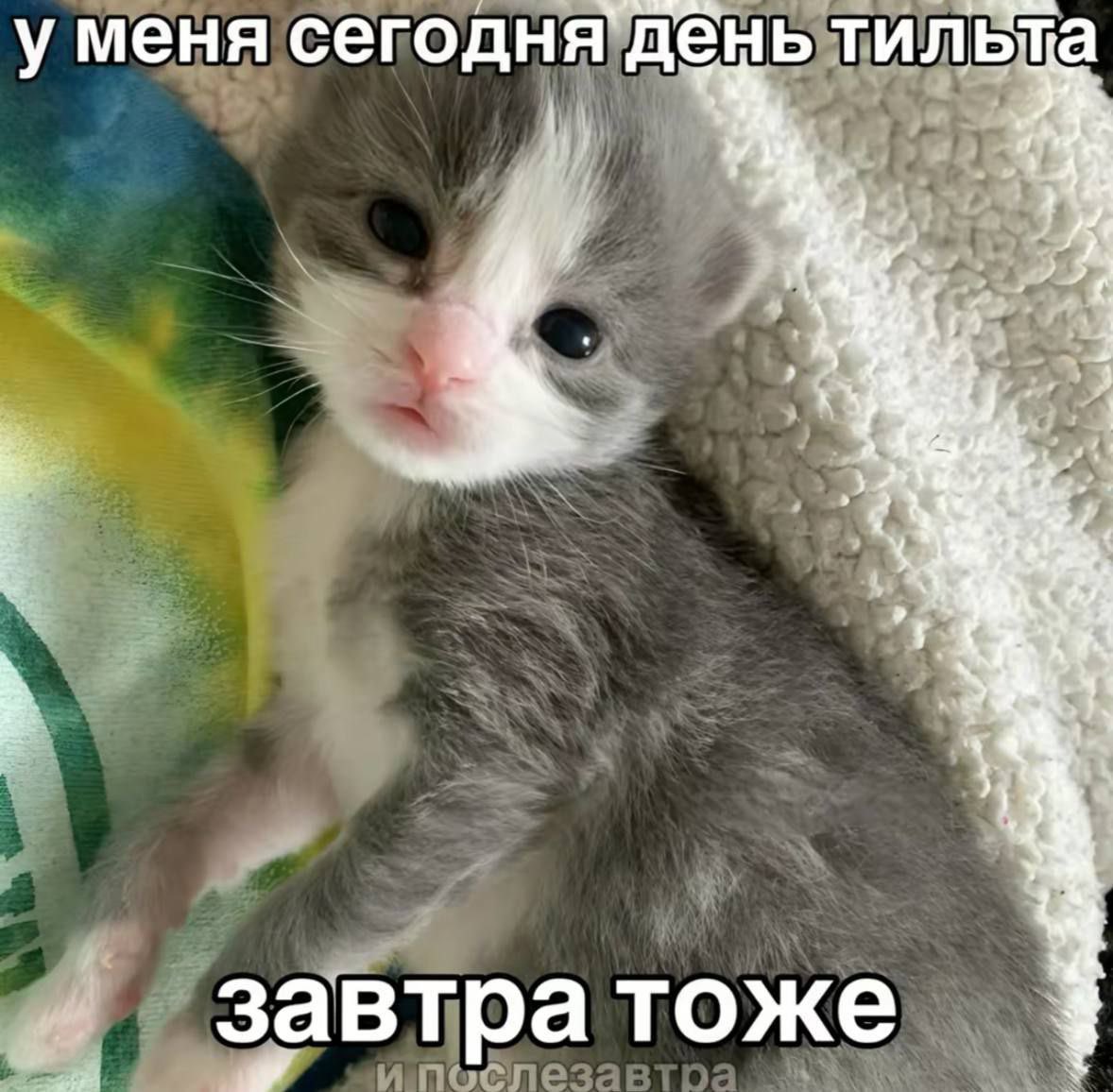 Veit1088's tweet photo. @vbldra_v_getraX https://t.co/Jko93HQv7l