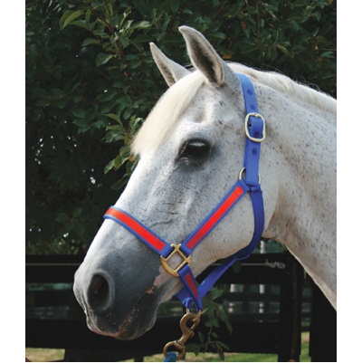 Complete your horse's look with our Nylon Thoroughbred Halter. Available in two-tone colors, it adds style and functionality. Get yours starting from $19.95. Shop here:tinyurl.com/y4m3wed5 #HorseHalter #EquestrianStyle #Jockeytack