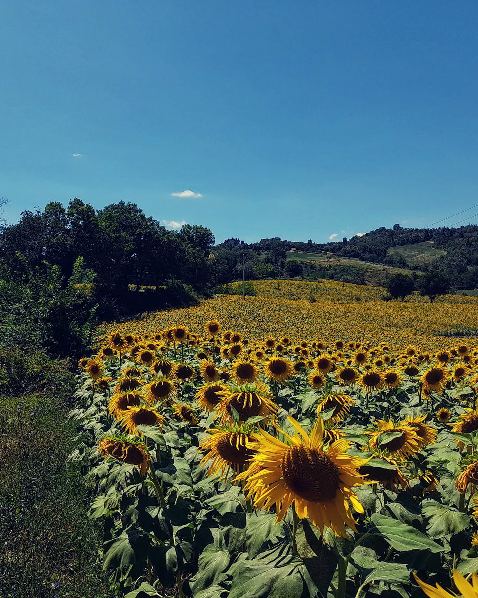 ☀️From sunrise by the sea to blooming sunflowers, from rolling hills to the Apennines: 4 shots capturing a land that enchants in summer | #inEmiliaRomagna