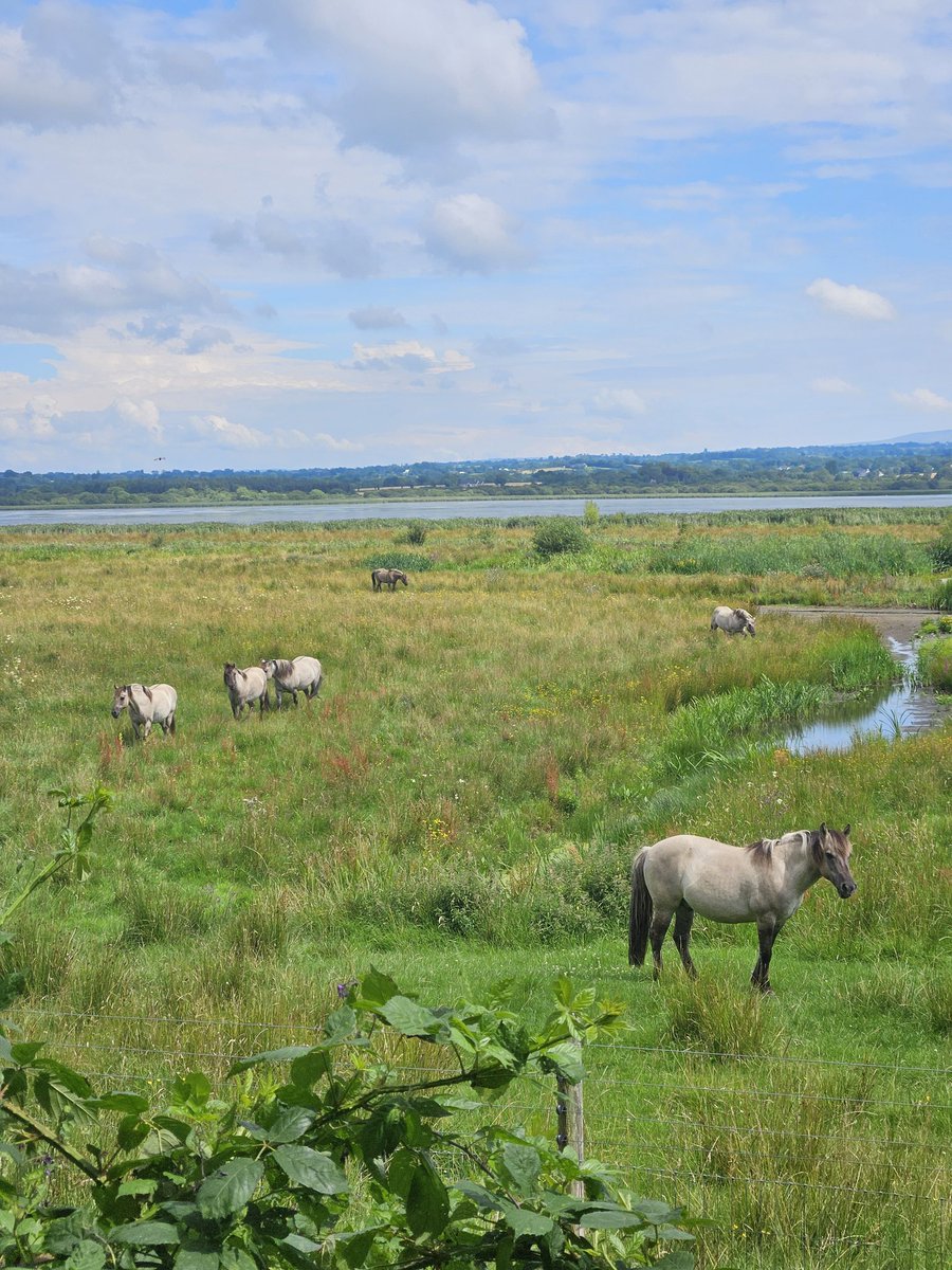 SorchaEastwood's tweet image. One of the most beautiful places in Lagan Valley and a real wee wildlife haven 🙏😍 ponies were absolutely gorgeous 😍