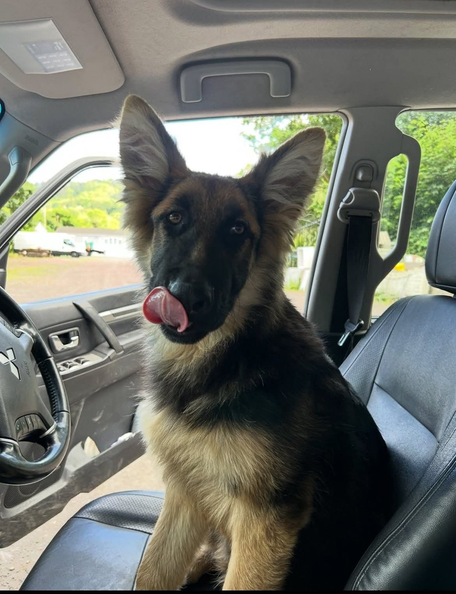 🆘15 JULY 2025 #Lost Cobra #ScanMe #STOLEN??
YOUNG German Shepherd Dog Male #PUPPY
Home in #Stepaside #Pembrokeshire #Narberth
#Wales #SA67
doglost.co.uk/dog/199178