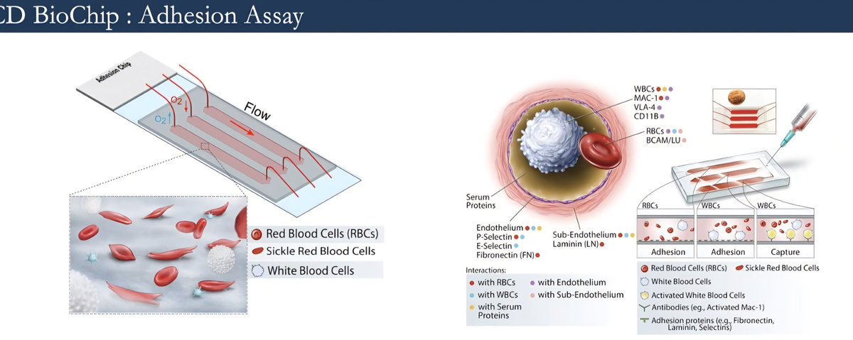 Great  science being discussed at <a href="/nascc_org/">National Alliance of Sickle Cell Centers</a> annual meeting!
The Sickle cell  Trait Natural history study #AUNT study promises some great insights !!
Congratulations to all fellow investigator"s and sites that are moving forward to answer important questions for #sicklecell