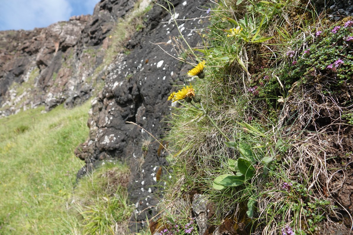 _Stickybeak's tweet image. This month we've been searching for hawkweeds on Rathlin - invariably hard to reach in awkward crevices on the basalt cliffs and camouflaged by the abundant Cat's-ear! This seems to be Hieracium anglicum, a species not previously recorded here #WildflowerHour