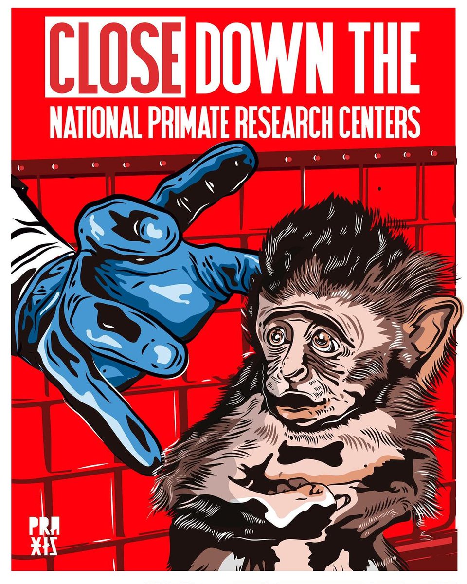 peta's tweet image. The federal government is making huge strides in moving away from experiments on animals, but monkeys are still locked in cages, cut open, tortured, & killed in experiments.
Help shut down all National Primate Research Centers NOW! 👉 peta.vg/4381
🎨: praxis_vgz…