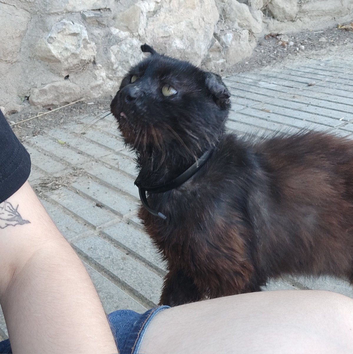 little_nerve's tweet image. More on Tron Cat, he still nibbles me thinking that my fingers are food but at least he doesn't bite
