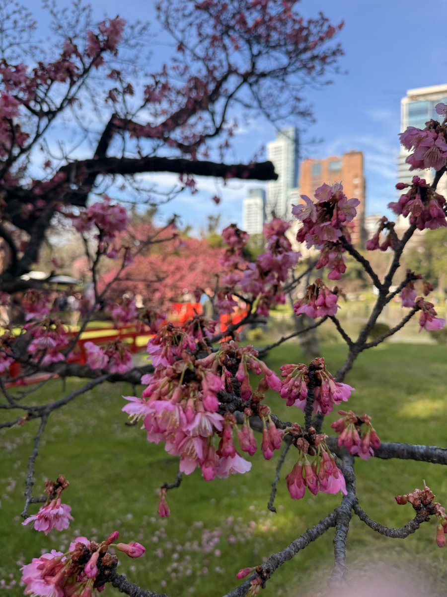 verito_quemu's tweet image. Jardín Japonés 🌸🩷