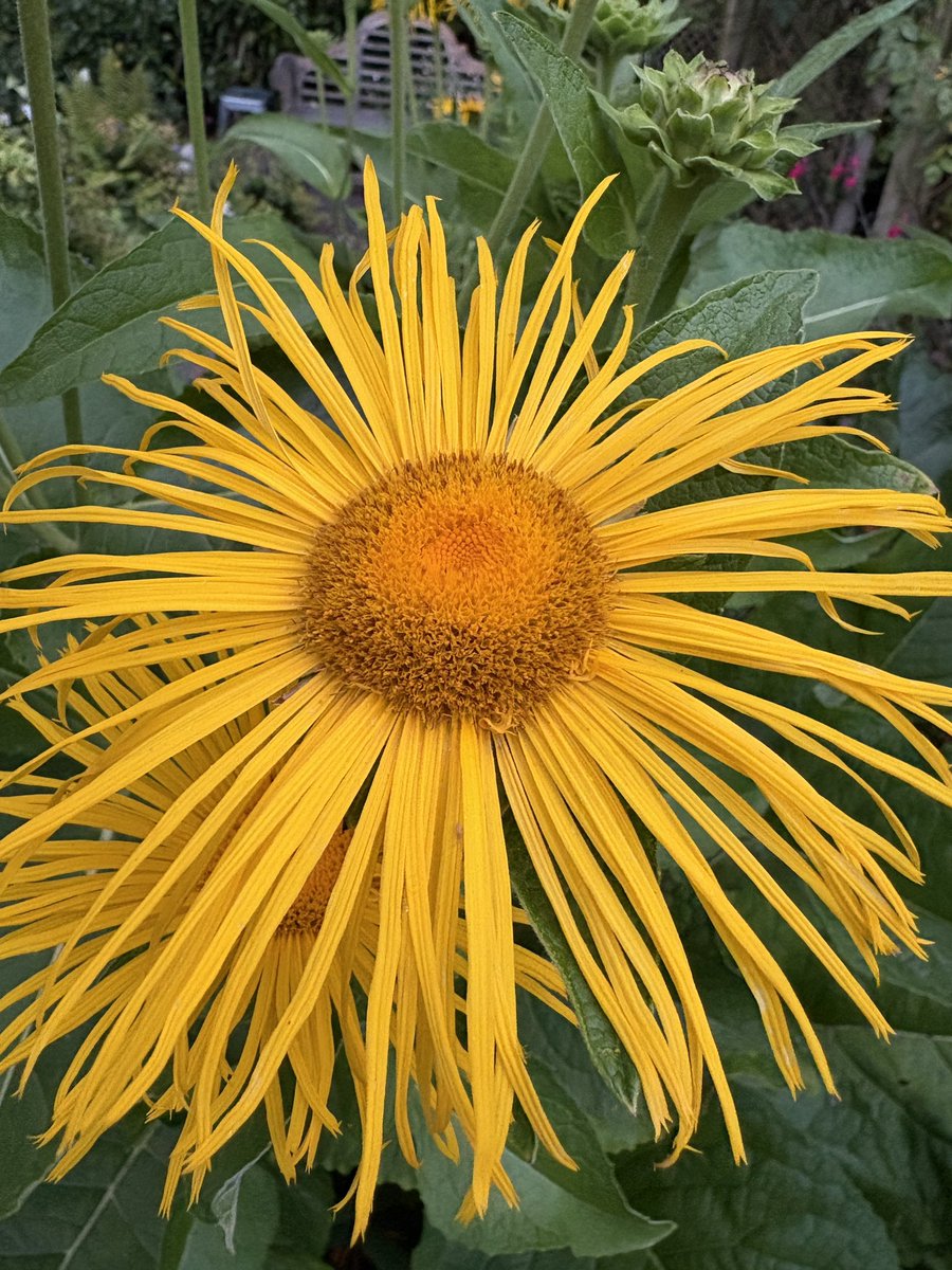 ElizAthertonSop's tweet image. Going into the evening with some #SundayYellow.
#Flowers #Gardening #FlowerHunting