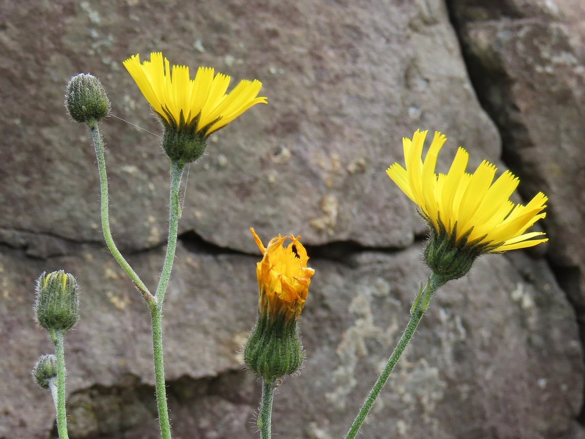 _Stickybeak's tweet image. This month we've been searching for hawkweeds on Rathlin - invariably hard to reach in awkward crevices on the basalt cliffs and camouflaged by the abundant Cat's-ear! This seems to be Hieracium anglicum, a species not previously recorded here #WildflowerHour