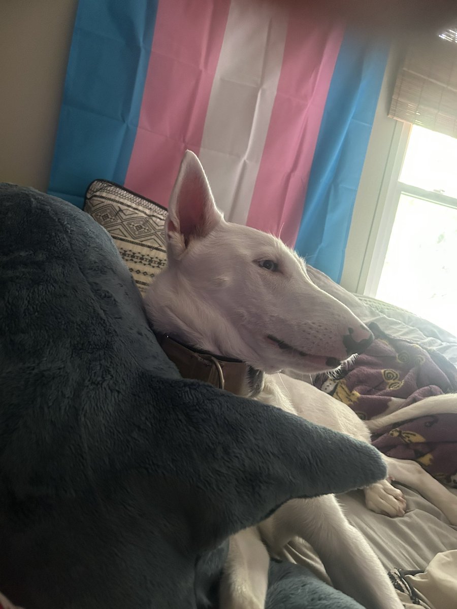 houndrot's tweet image. you have been blessed by the blajah dog π³οΈββ§οΈ she wishes you a good day