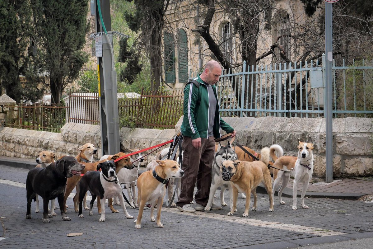 RozRothstein's tweet image. Did you know Tel Aviv has one of the highest dog-to-human ratios in the world? 🐾🇮🇱
With thousands of pups roaming the city’s parks, beaches, and cafes, Tel Aviv has earned its title as one of the most dog-friendly cities on Earth!
Photo by Nati Shohat/Flash90