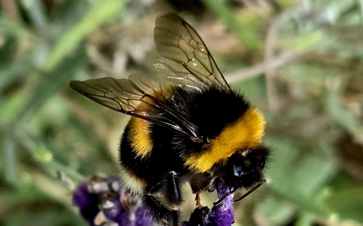 CarDelaney's tweet image. Like a little cuddly toy! #cork #bufftailedbumblebee #bumblebee