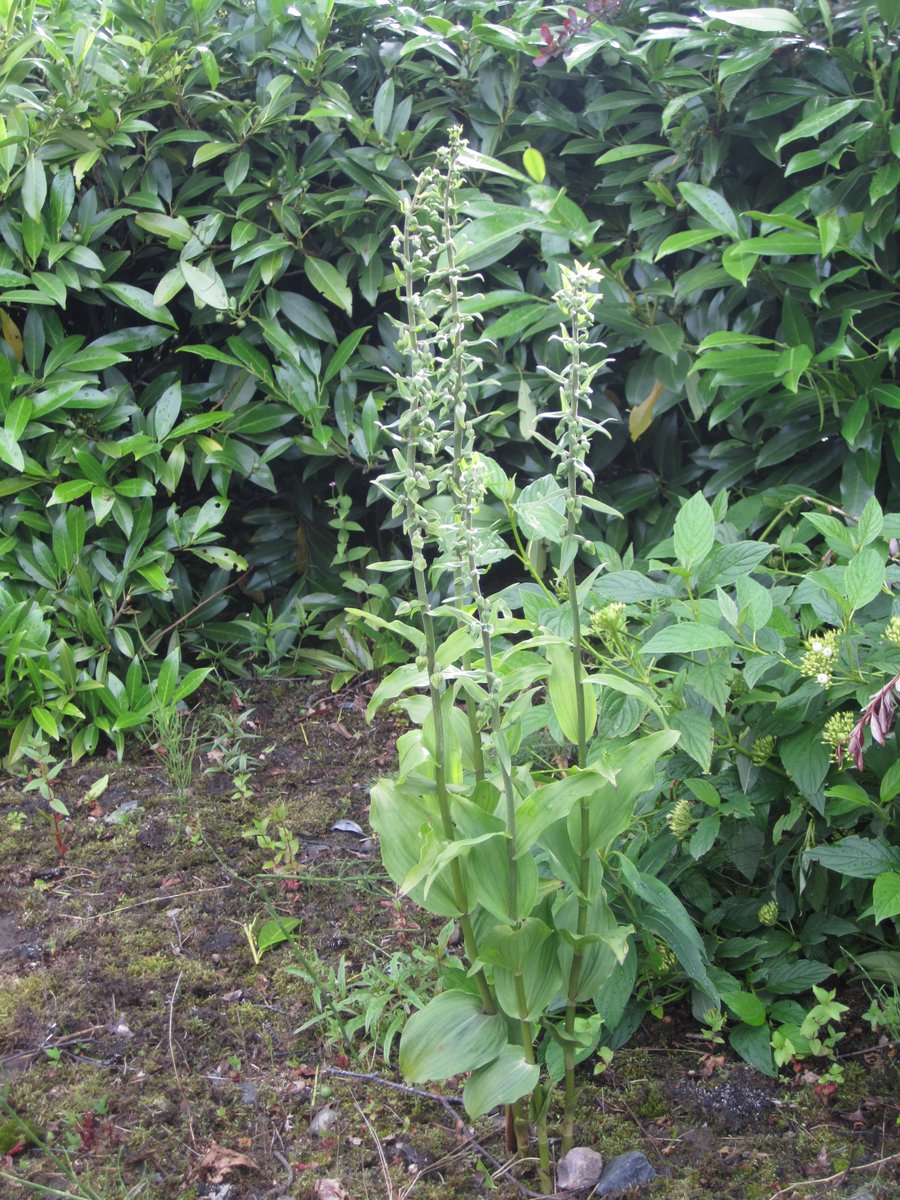 #WildflowerHour Broad Leaved Helleborine in the grounds of Morrisons supermarket, Livingston