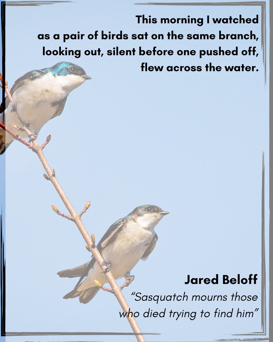 Ever wonder how a poem with a Sasquatch could make you question time, permanence, and memory? Read Jared Beloff's "Sasquatch mourns those who died trying to find him" in Issue 4. 
asteralesjournal.com/1-3-beloff-wil…