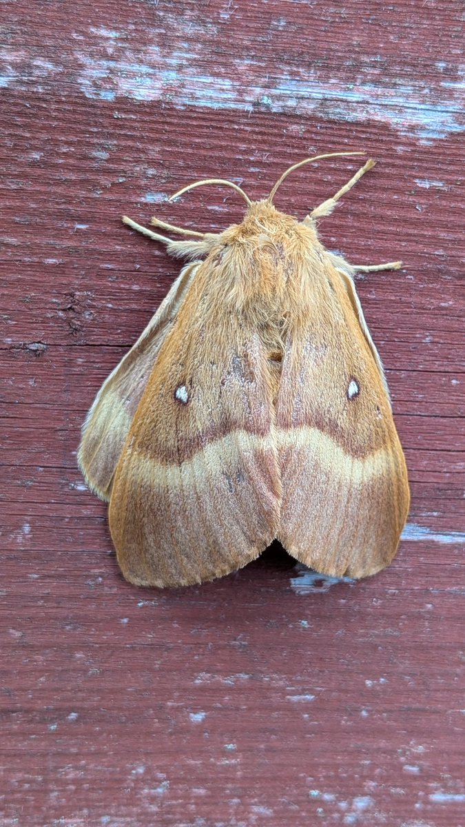 An Oak Eggar day flying moth I believe on the shed #NationalMothWeek <a href="/WildlifeTrusts/">The Wildlife Trusts</a> #moth