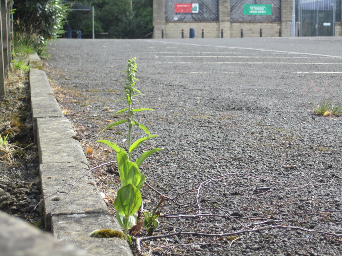Forget the shopping. There is better sights in the car park. Broad Leaved Helleborine, Livingston #WildflowerHour