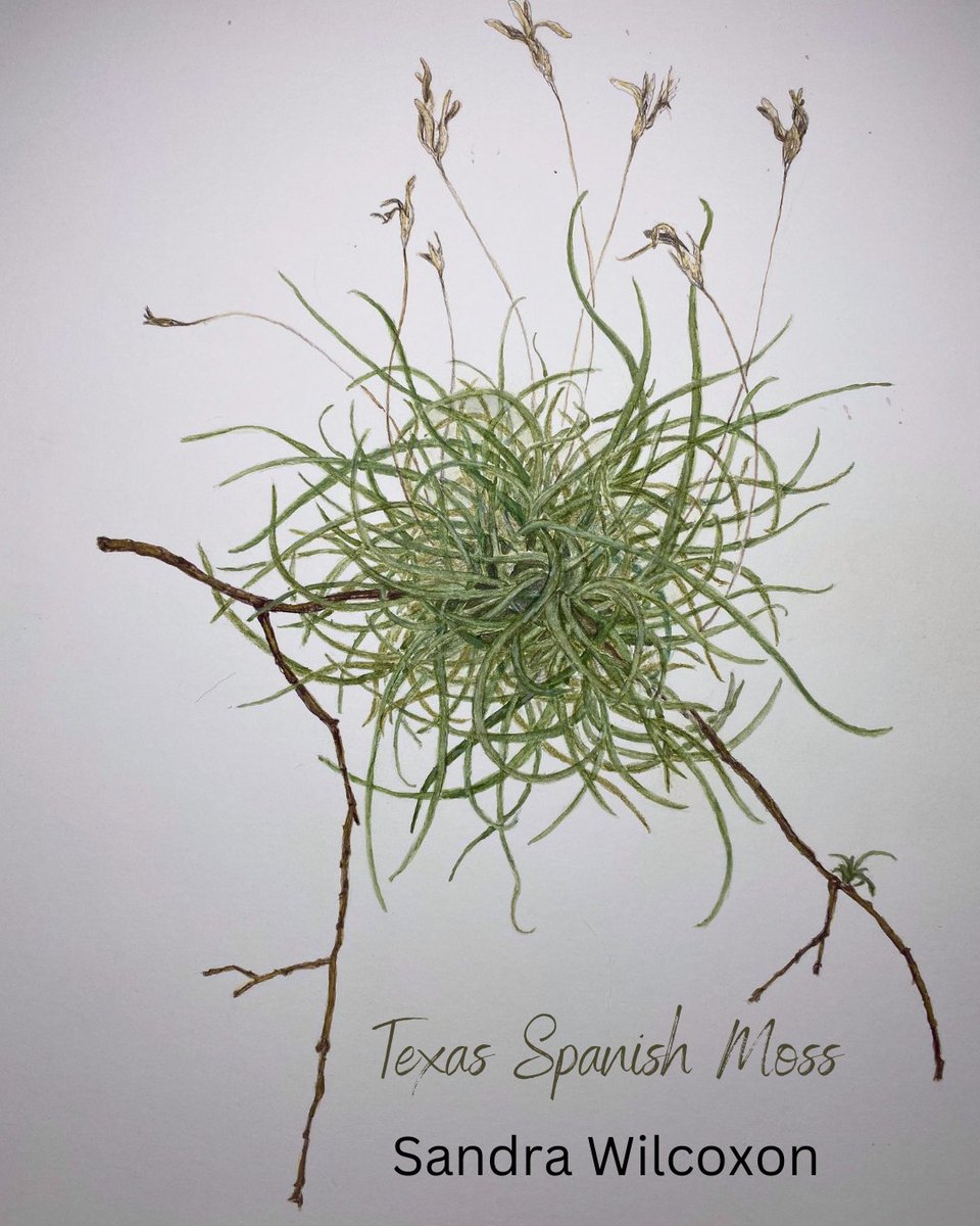 Featured Artist Sandra Wilcoxon's delicate botanical watercolors floored us with their detail. Take a look at her work throughout Issue 4!
asteralesjournal.com/1-3-wilcoxon