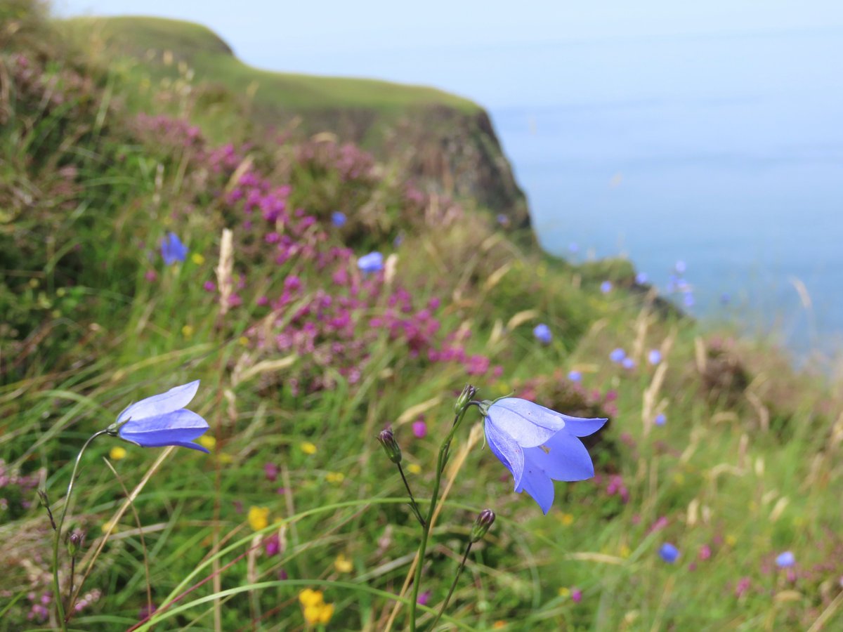 _Stickybeak's tweet image. The clifftops of Rathlin are full of colour right now, with the sky blue Harebells standing out alongside the Bell Heather, Common Bird's-foot-trefoil, Tormentil and others right to the edge #HarebellChallenge #WildflowerHour